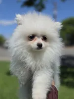 2 pounds, a male Pomeranian for sale in Santa Ana, CA – Photo 1 of 3