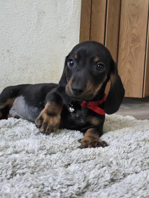 Blacka  – Dachshund puppy for sale in Santa Ana, CA