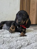 Blacka , a male Dachshund for sale in Santa Ana, CA – 1 of 3