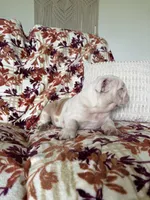 Prince , a male English Bulldog for sale in Nappanee, IN – 3 of 6