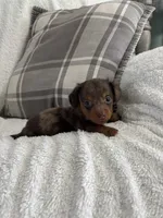 Mario, a male Miniature Dachshund for sale in Nappanee, IN – 4 of 7