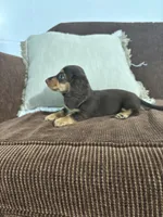 Willow, a female Miniature Dachshund for sale in Nappanee, IN – 2 of 5