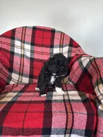 Sheaba , a female Labradoodle for sale in Nappanee, IN – 4 of 5