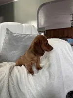 Sapphire, a male Miniature Dachshund for sale in Nappanee, IN – 4 of 5