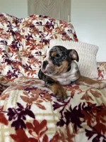 Macy, a female English Bulldog for sale in Nappanee, IN – 3 of 8