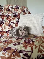 Bruce , a female English Bulldog for sale in Nappanee, IN – 5 of 7