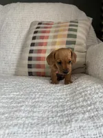 Sophie, a female Miniature Dachshund for sale in Nappanee, IN – 5 of 5