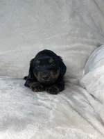 Bonnie, a female Miniature Dachshund for sale in Nappanee, IN – 3 of 4
