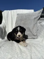Sophie, a female Bernese Mountain Dog and Siberian Husky for sale in Nappanee, IN – 3 of 6