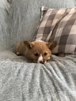 Sadie, a female Pembroke Welsh Corgi for sale in Nappanee, IN – 5 of 6