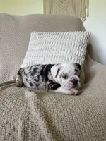 Lou, a female English Bulldog for sale in Nappanee, IN – 3 of 8