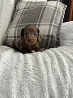 Charlie , a male Miniature Dachshund for sale in Nappanee, IN – 5 of 9