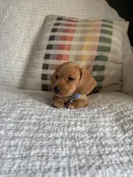 Copper, a male Miniature Dachshund for sale in Nappanee, IN – 2 of 7