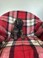 Meka, a male Labradoodle for sale in Nappanee, IN – 2 of 6