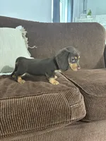 Willow, a female Miniature Dachshund for sale in Nappanee, IN – 4 of 5