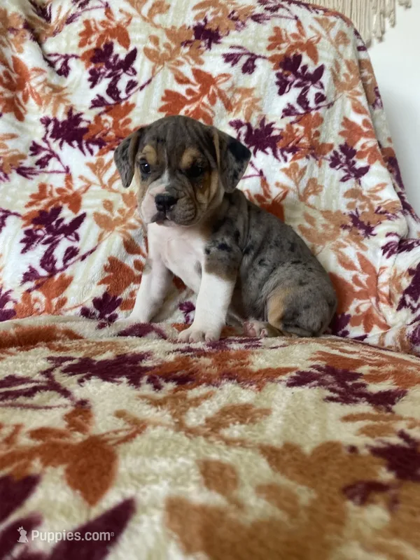 Eve – English Bulldog, Beagle puppy for sale in Nappanee, IN