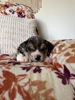 Rosie, a female English Bulldog and Beagle for sale in Nappanee, IN – 2 of 5