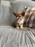 Sadie, a female Pembroke Welsh Corgi for sale in Nappanee, IN – 6 of 6