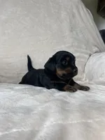 Bonnie, a female Miniature Dachshund for sale in Nappanee, IN – 2 of 4