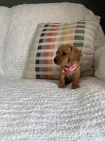 Sophie, a female Miniature Dachshund for sale in Nappanee, IN – 4 of 5