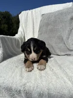 Chloe, a female Bernese Mountain Dog and Siberian Husky for sale in Nappanee, IN – 5 of 7