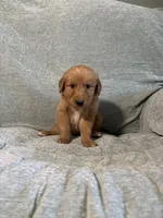 Cooper, a male Golden Retriever for sale in Nappanee, IN – 4 of 6