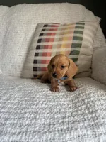 Copper, a male Miniature Dachshund for sale in Nappanee, IN – 6 of 7