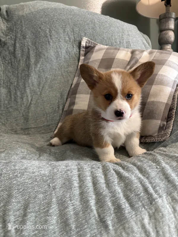 Elsie – Pembroke Welsh Corgi puppy for sale in Nappanee, IN