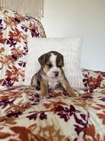 Chloe, a female English Bulldog and Beagle for sale in Nappanee, IN – 7 of 7