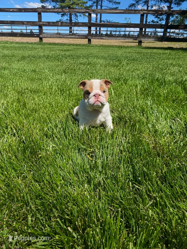 Rosie – English Bulldog puppy for sale in Nappanee, IN