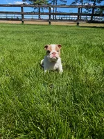 Rosie, a female English Bulldog for sale in Nappanee, IN – 4 of 6