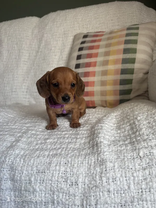 Maive – Miniature Dachshund puppy for sale in Nappanee, IN