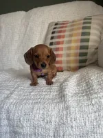 Maive, a female Miniature Dachshund for sale in Nappanee, IN – 1 of 7