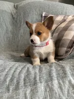 Elsie, a female Pembroke Welsh Corgi for sale in Nappanee, IN – 4 of 4