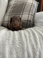 Charlie , a male Miniature Dachshund for sale in Nappanee, IN – 3 of 9