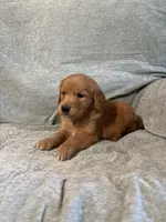 Chloe, a female Golden Retriever for sale in Nappanee, IN – 3 of 5