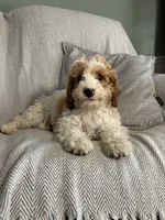 Lance, a male Cavapoo for sale in Nappanee, IN – 3 of 5