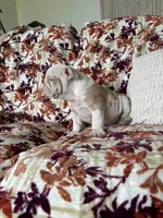 Prince , a male English Bulldog for sale in Nappanee, IN – 5 of 6