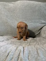 Cooper, a male Golden Retriever for sale in Nappanee, IN – 5 of 6