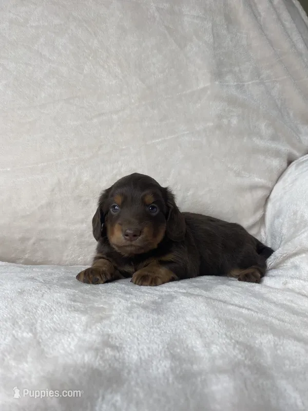 Bruce – Miniature Dachshund puppy for sale in Nappanee, IN