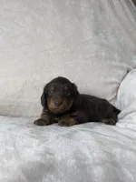 Bruce, a male Miniature Dachshund for sale in Nappanee, IN – 1 of 5