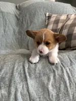 Cesar, a male Pembroke Welsh Corgi for sale in Nappanee, IN – 3 of 5