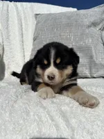 Bruce, a male Bernese Mountain Dog and Siberian Husky for sale in Nappanee, IN – 7 of 7