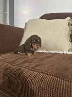 Charlie, a male Miniature Dachshund for sale in Nappanee, IN – 4 of 6