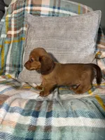 Sapphire, a male Miniature Dachshund for sale in Nappanee, IN – 3 of 7