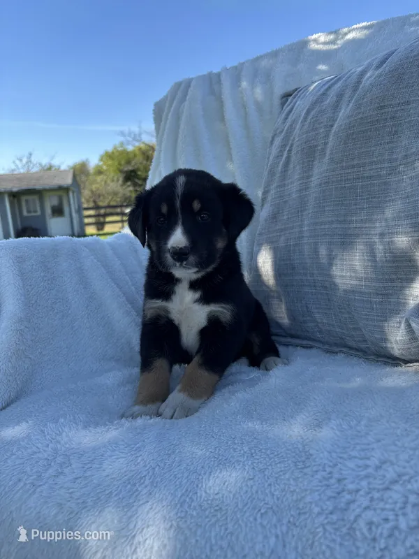 King – Bernese Mountain Dog, Siberian Husky puppy for sale in Nappanee, IN