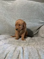 Cooper, a male Golden Retriever for sale in Nappanee, IN – 3 of 6