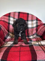 Millie, a female Labradoodle for sale in Nappanee, IN – 2 of 5