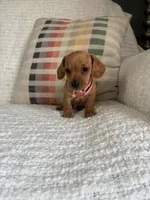 Sophie, a female Miniature Dachshund for sale in Nappanee, IN – 3 of 5