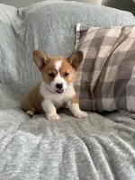 Rosie, a female Pembroke Welsh Corgi for sale in Nappanee, IN – 4 of 4